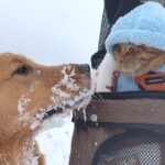大型犬と猫を『雪国のドッグラン』に連れて行った結果…まさかの『温度差が激しい光景』が10万再生「雪玉すごっｗ」「犬は喜び庭駆け回り…」(ブログ)