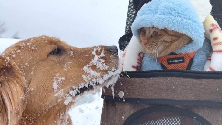 大型犬と猫を『雪国のドッグラン』に連れて行った結果…まさかの『温度差が激しい光景』が10万再生「雪玉すごっｗ」「犬は喜び庭駆け回り…」(ブログ)