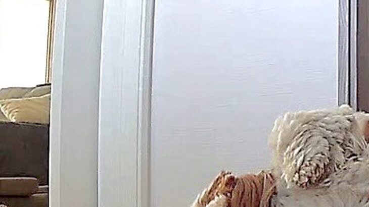 お留守番をする犬→『寂しがっていないかな』と心配でカメラを見た結果…思っていたのと違う光景に反響「行き倒れかな…ｗ」と爆笑の声(ブログ)