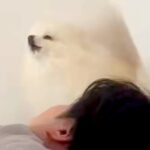 どうしてもお父さんを起こしたい犬→寝ている顔のすぐ隣で…まさかの『独特な起こし方』に２万いいね「エンジン吹かしてるみたい」「歌可愛いｗ」(ブログ)