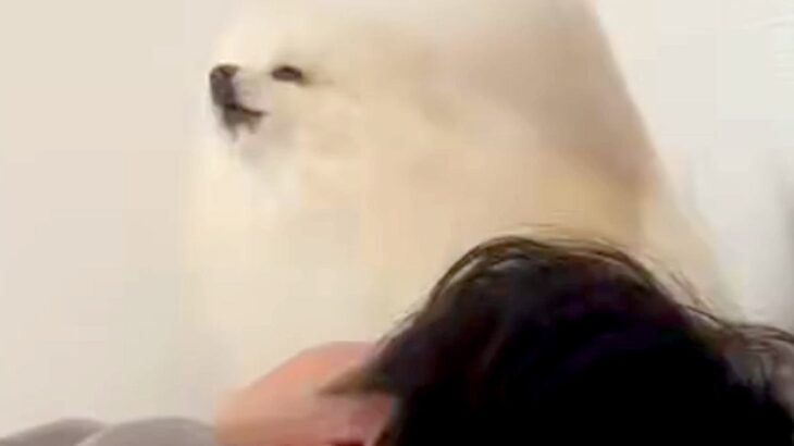 どうしてもお父さんを起こしたい犬→寝ている顔のすぐ隣で…まさかの『独特な起こし方』に２万いいね「エンジン吹かしてるみたい」「歌可愛いｗ」(ブログ)