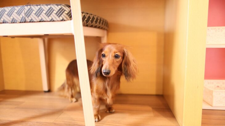 犬が『家具の下に潜り込む』心理4つ　テーブルなどの下に隠れる理由や対策まで(ブログ)