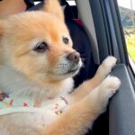 7ヶ月ぶりに帰省→犬と一緒に行こうとしたら、嬉しくなりすぎてしまい…思わず笑顔になる光景が48万再生「心が暖かくなった」「ほっこり」(ブログ)