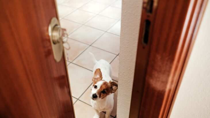 犬が飼い主を『出待ち』する理由５選　愛犬が待ち構えているときの心理や対処法まで(ブログ)