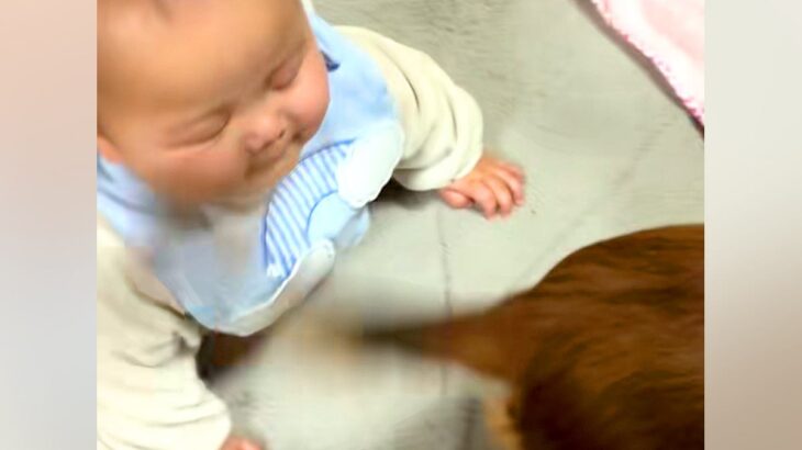 赤ちゃんが『犬のしっぽにぶつかりまくった』結果→嫌がるかと思ったら…『まさかの反応』が尊すぎると話題「可愛いｗ」「幸せな気持ちになる」(ブログ)