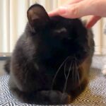 黒猫を撫でていたら、横で見ていた犬が…可愛すぎる『真似っ子をする光景』とちょっぴり切ない結末が話題「不器用な感じｗ」「仲良くしたいね」(ブログ)