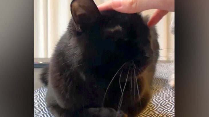 黒猫を撫でていたら、横で見ていた犬が…可愛すぎる『真似っ子をする光景』とちょっぴり切ない結末が話題「不器用な感じｗ」「仲良くしたいね」(ブログ)