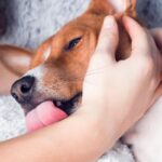 犬が『人を噛んだ後に舐める』心理５選　どんな意味があるの？飼い主がすべき対応まで(ブログ)