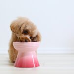 犬の『早食い』NG理由5選　ガツガツ食べてしまうと起こる危険な症状とは？(ブログ)