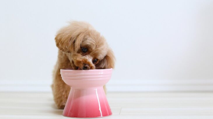 犬の『早食い』NG理由5選　ガツガツ食べてしまうと起こる危険な症状とは？(ブログ)