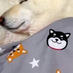 お布団を敷いたら、犬がそそくさとやってきて…まるで小さな子供のような『幸せ溢れる寝姿』が129万再生「ほぼ人間」「やばい…たまらん」(ブログ)