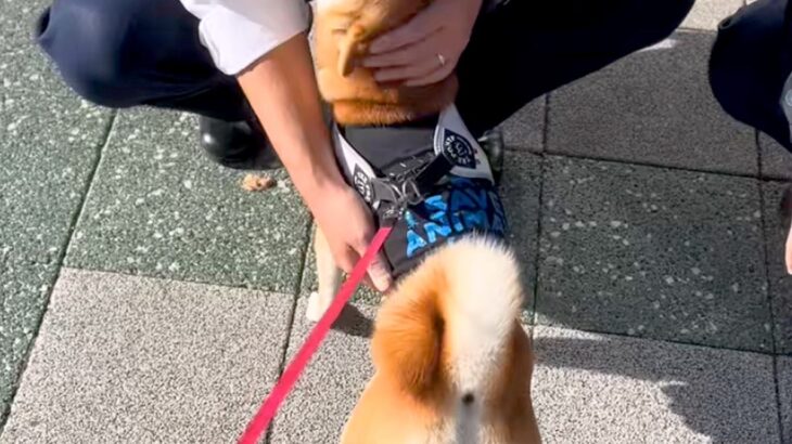 『おまわりさん』が大好きな犬→散歩中に交番の前を通った結果、警察官が…あまりにも尊い光景が13万再生「平和の象徴」「羨ましすぎる」(ブログ)