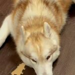 ママが出かけて10分後、大型犬が落ち込みまくり…思った以上の『絶望』と『再会の瞬間』が30万再生「超愛されてる」「マザコンで最高」(ブログ)