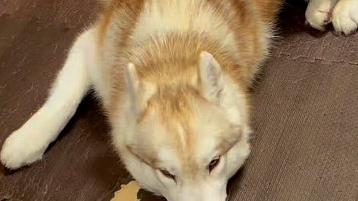 ママが出かけて10分後、大型犬が落ち込みまくり…思った以上の『絶望』と『再会の瞬間』が30万再生「超愛されてる」「マザコンで最高」(ブログ)