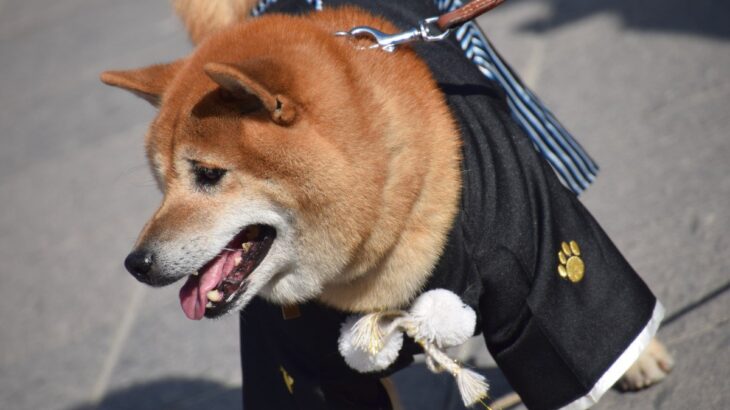 愛犬と『初詣』必ず知っておくべき4つのマナー　トラブルに対する備えや注意点まで解説(ブログ)