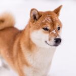 『寒さに強い』犬種5選　防寒対策は必要ないの？迎える際に知っておくべきことまで(ブログ)