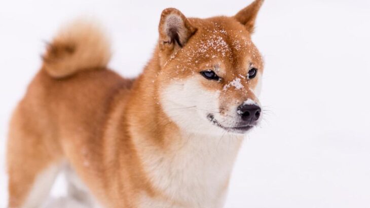 『寒さに強い』犬種5選　防寒対策は必要ないの？迎える際に知っておくべきことまで(ブログ)