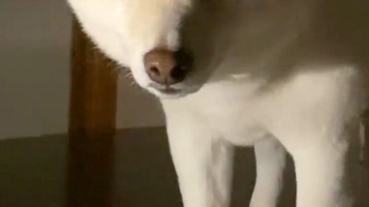 深夜の2時、物音がしたのでふと見てみたら犬が…思わず笑ってしまう『まさかの状況』が40万再生「表情たまらんｗｗ」「どうしてそうなった」(ブログ)