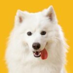 犬が『大好きな色』3選　どのように見えているの？見えづらい色までご紹介(ブログ)