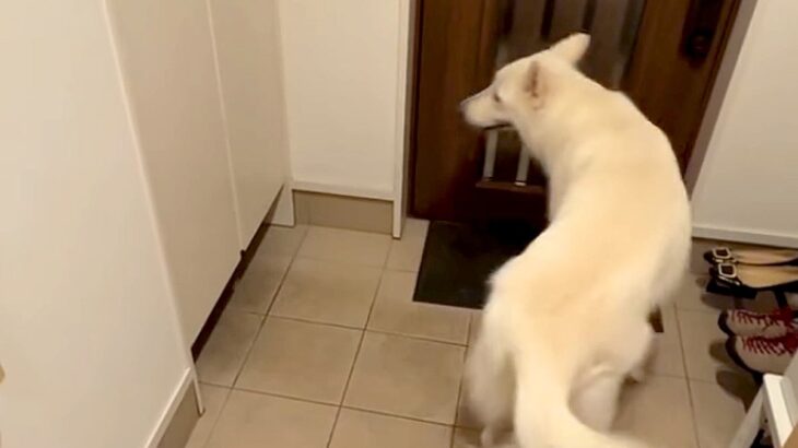 大型犬に見つからないよう、帰宅したパパが『玄関に隠れてみた』結果→想像と違った『発見の瞬間』が13万再生「一瞬でｗ」「熱烈歓迎だ」と反響(ブログ)