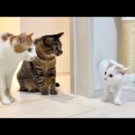 ヤンチャな子猫とビビりな先住猫が初対面したら予想外のとんでもない展開になっちゃいました…(YouTube)