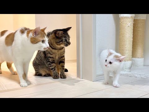 ヤンチャな子猫とビビりな先住猫が初対面したら予想外のとんでもない展開になっちゃいました…(YouTube)