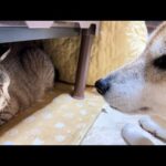 大好きな猫が見えなくて寂しがる柴犬にそっと寄り添う猫たちが優しい(YouTube)
