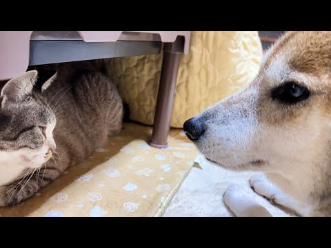 大好きな猫が見えなくて寂しがる柴犬にそっと寄り添う猫たちが優しい(YouTube)
