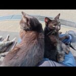 甘えん坊の黒猫コンビが人間のひざの上で相席する(YouTube)