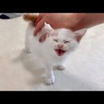 ギブスが取れて生まれて初めて自由に足を動かせるようになった子猫が嬉しすぎてこうなっちゃいました…(YouTube)