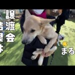 まること一緒に初めての譲渡会♪突然のサプライズでバァバに抱っこ！ずっとのお家を探してる保護犬の結果がこちら…(YouTube)