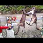 コラボ中にも関わらず、喧嘩するカンガルーたちを見た2人のリアクションが最高すぎたwww【ハウステンボス ユーチューブ課】(YouTube)