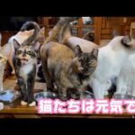 猫達は元気なんですが・・・  2025 12 22 1(YouTube)