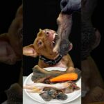 ピットブルの咀嚼音が最高すぎる🤩(YouTube)