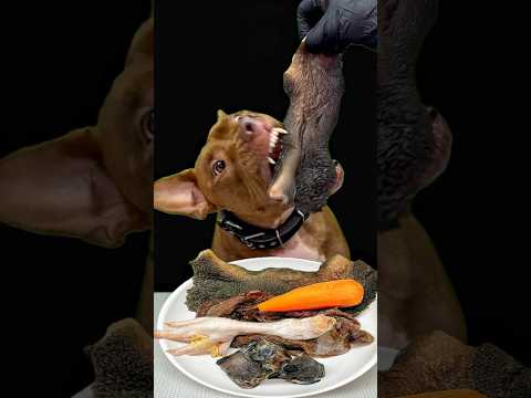 ピットブルの咀嚼音が最高すぎる🤩(YouTube)