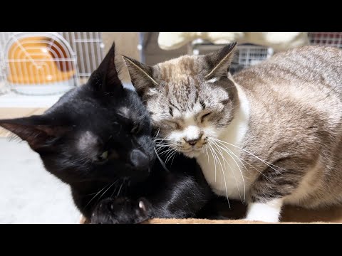 もうどこにも行かないで！とお手手で押さえる姫猫が可愛い(YouTube)