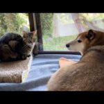 【犬と猫大家族】長女猫はこんなにも毎日忙しい日々を送っています(YouTube)