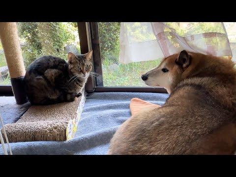 【犬と猫大家族】長女猫はこんなにも毎日忙しい日々を送っています(YouTube)