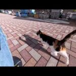 帰りのフェリーに向かうと…港までずっと付いてきた三毛猫ちゃんが可愛すぎた(YouTube)