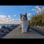 防波堤に立ったら猫が次々集結！かわいすぎて動けなくなりました…(YouTube)