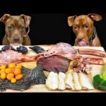 ずっと見ていられる!!ボリボリ食べるピットブルの咀嚼音がクセになる(YouTube)