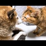 柴犬に甘えたくて鳴きだした猫が柴犬に甘えだすとこうなります…(笑)(YouTube)