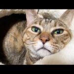 犬と猫8匹の夜はこんな感じで過ごしています(笑)(YouTube)