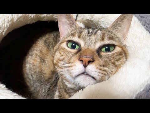 犬と猫8匹の夜はこんな感じで過ごしています(笑)(YouTube)