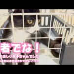 達者でな！ とっても楽しい双子ちゃんでした  団地で小学生にお世話されてたレイロコ   2025 12 20 2(YouTube)