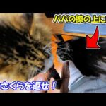 パパの膝の上に緊急避難したさくらをボス吉が連れ戻しにきました🐈💨(YouTube)