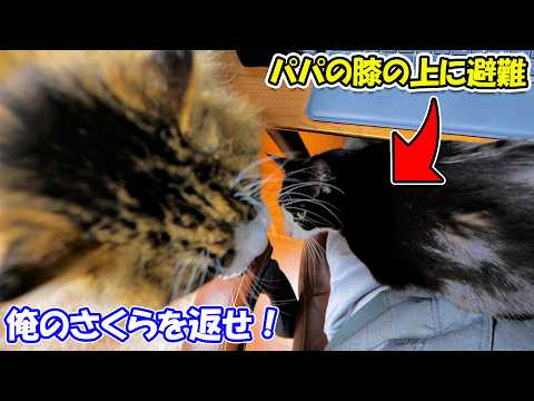 パパの膝の上に緊急避難したさくらをボス吉が連れ戻しにきました🐈💨(YouTube)