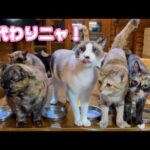 お代わりニャン！ 猫達にクリスマスは関係ないけど腹ペコです笑  2025 12 24 1(YouTube)