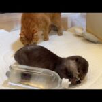 カワウソ赤ちゃん式水飲み法 Baby Otter-Style Water Drinking Method(YouTube)