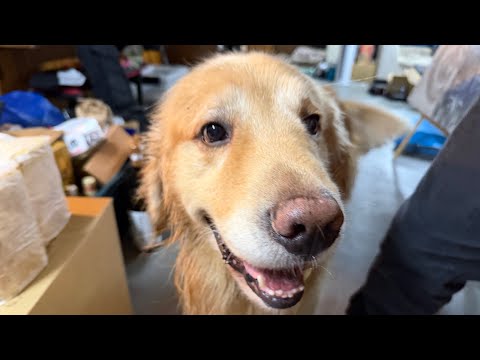 青森沖で津波発生「わんこは連れて避難して大丈夫です」(YouTube)